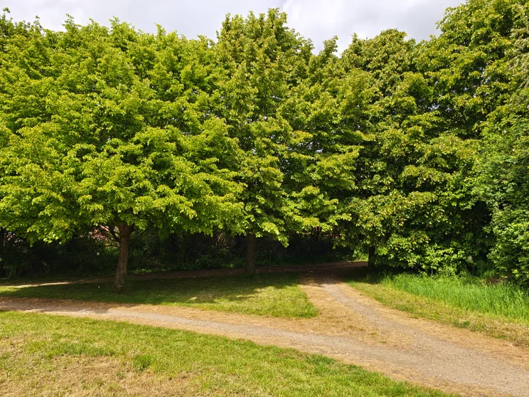 A path in front of a group of trees