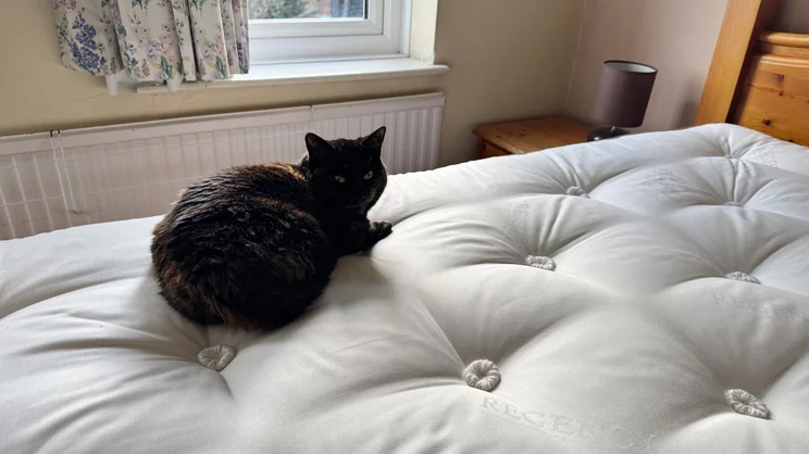 A cat sitting on the surface of the Sleepeezee Regency Kennington 4200 mattress