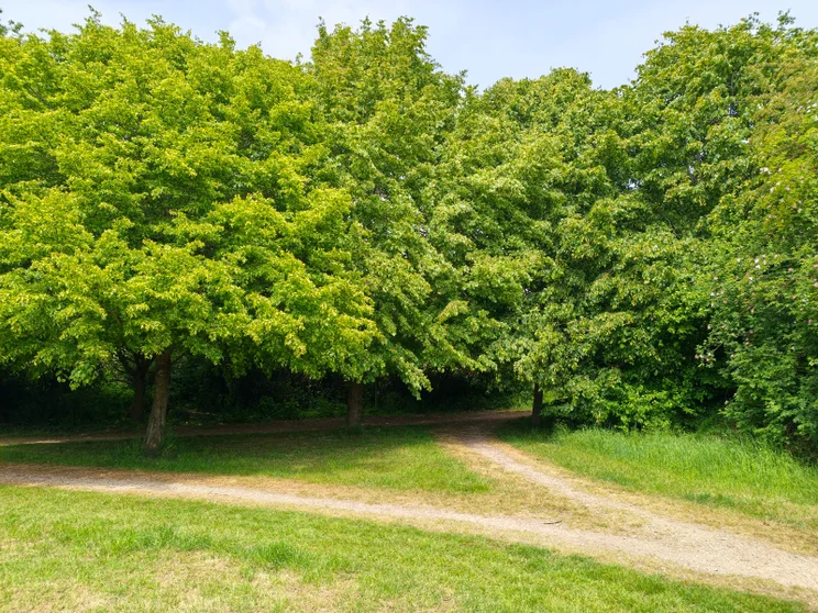 Trees in a meadow