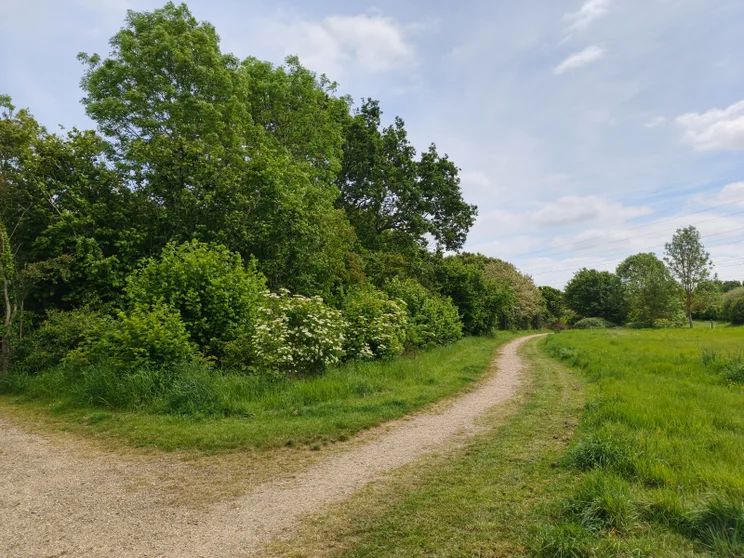 A path leading alongside a meadow