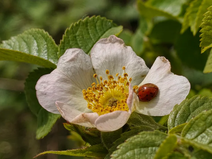 A ladybird on a flower
