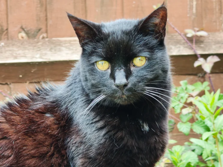 Portrait of a black cat