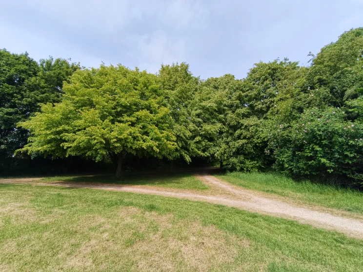 Wide-angle shot of trees in a meadow