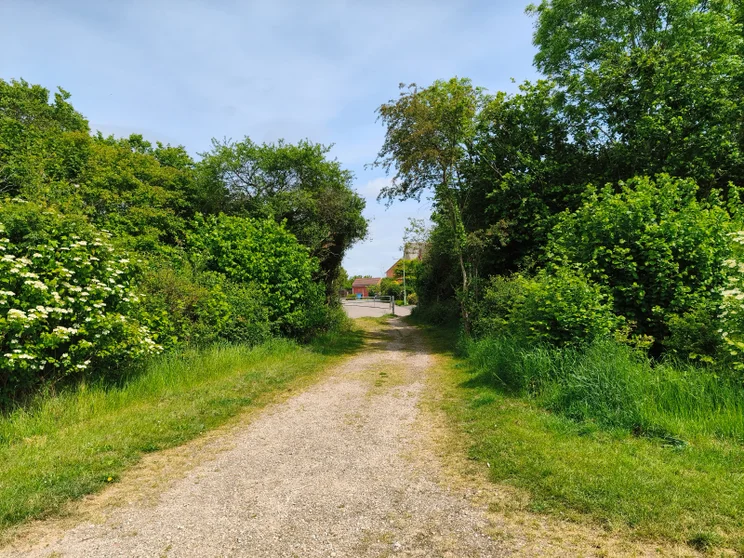 A path leading between two groups of trees