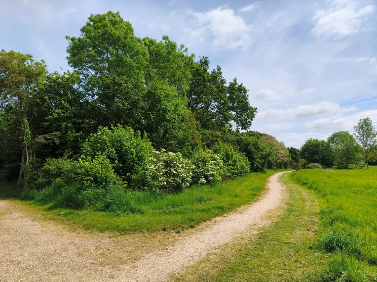 A path alongside a meadow
