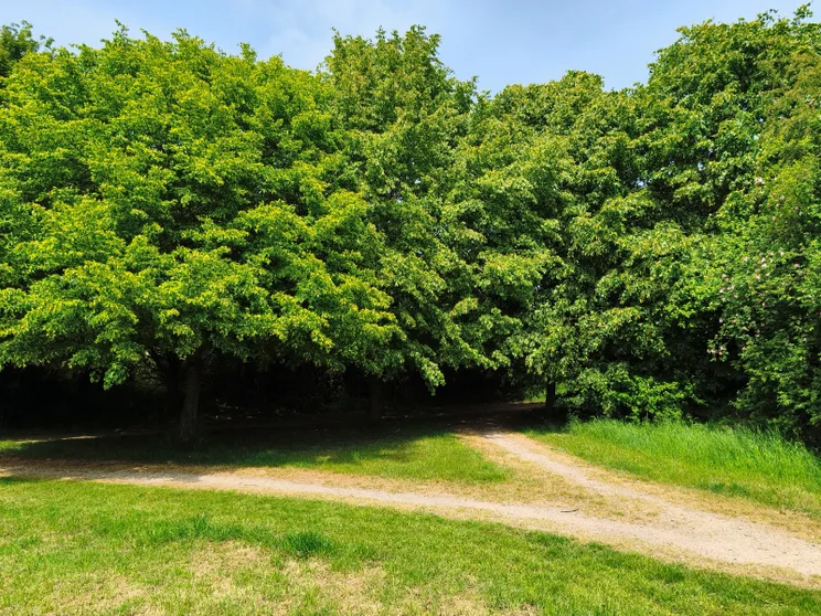 Trees in a meadow