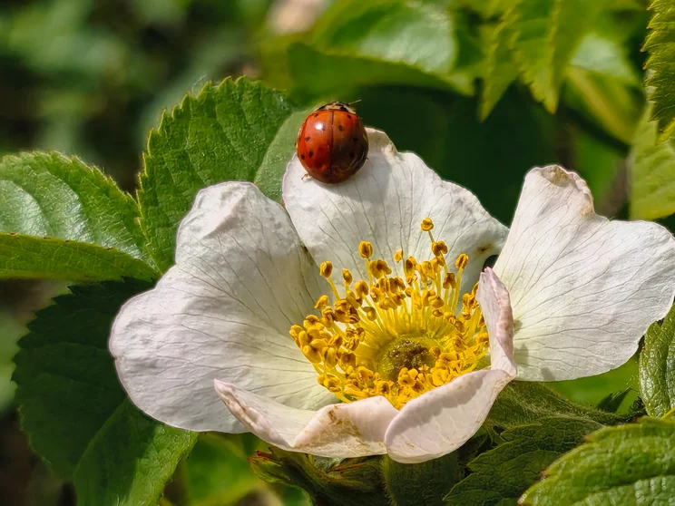 A ladybird on a flower