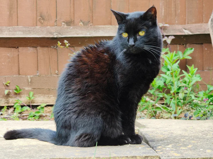 A black cat sat in a garden