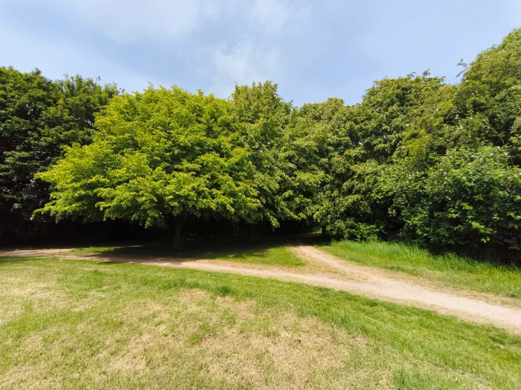 Wide-angle shot of trees in a meadow