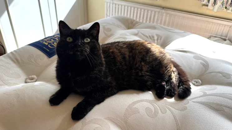 A cat sits on the Odd Company Blenheim 1500 mattress