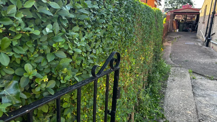Hedge after Bosch AdvancedHedgeCut 36V tests