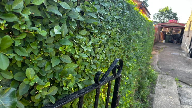 Hedge before Bosch AdvancedHedgeCut 36V tests