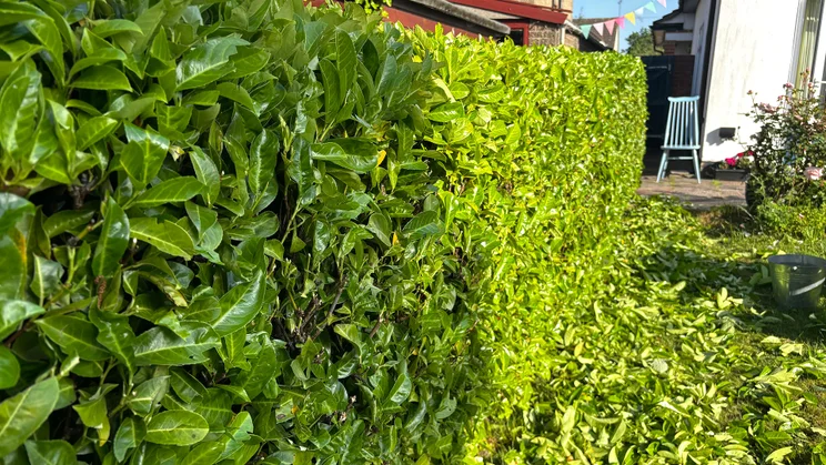 laurel hedge after EGO HT5110E test run