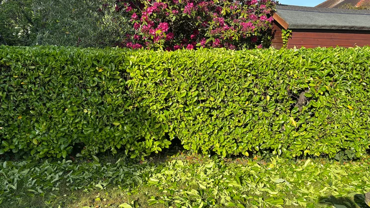 laurel hedge after EGO HT5110E test run 2