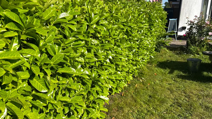 laurel hedge before EGO HT5110E test run 2