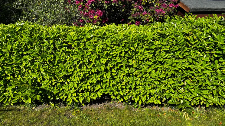 laurel hedge before EGO HT5110E test run