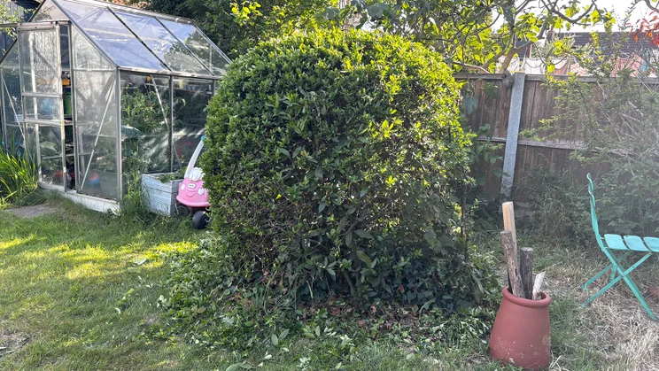 Hedge after Ryobi RY18HT40B test run