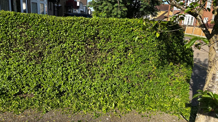 Hedge after Stihl HSA 50 hedge trimmer test run