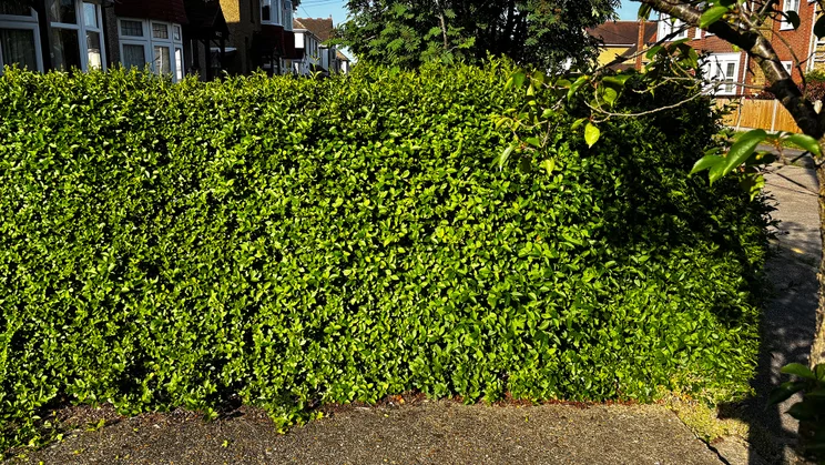 Hedge before Stihl HSA 50 hedge trimmer test run