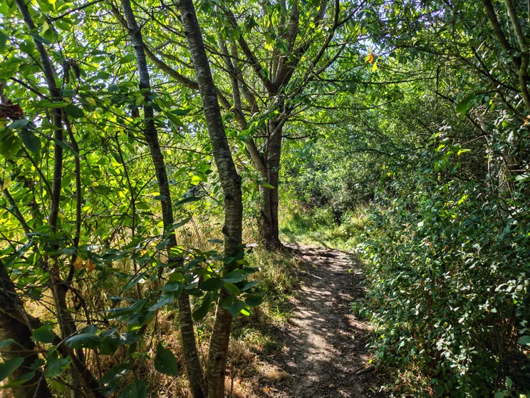 A path leading through some trees