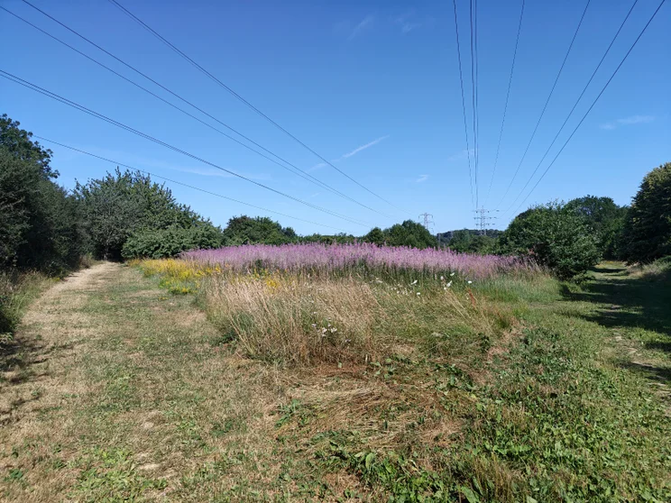 A wide open field bordered by trees