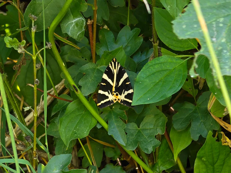 Close-up shot of a butterfly