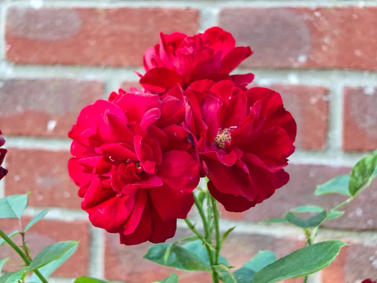 Red roses in front of a brick wall