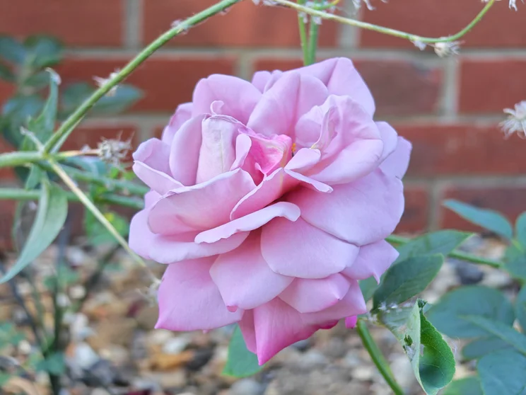 A pink rose in front of a brick wall