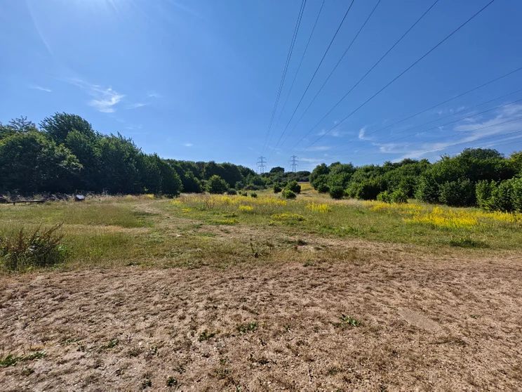 Wide-angle shot of a meadow