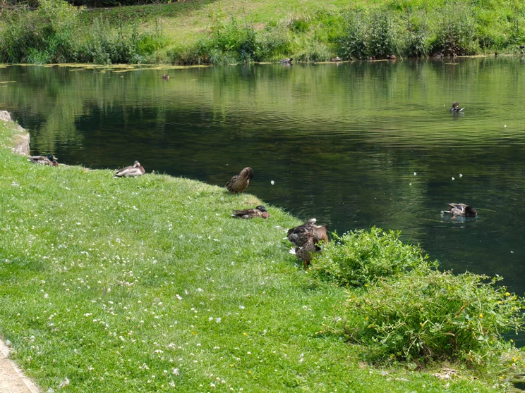3.5x telephoto shot of ducks by a river