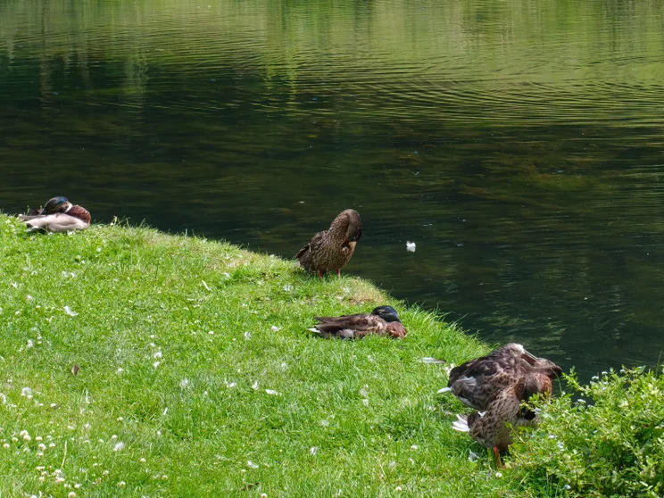 7x zoom shot of ducks by a river