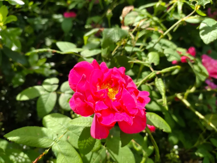 A bright pink flower