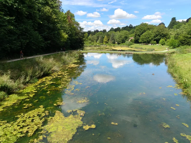 River with trees on both sides
