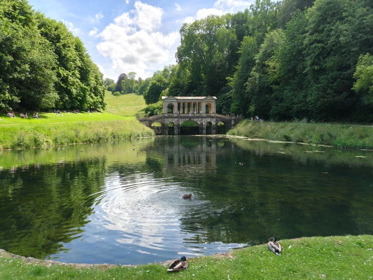 Ducks on a pond