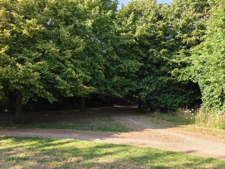 A path in front of trees