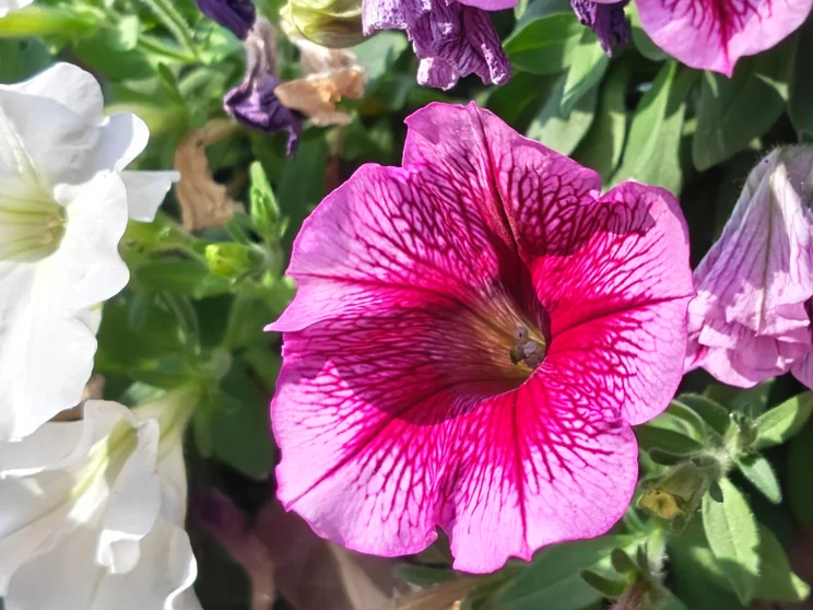 A bright pink flower