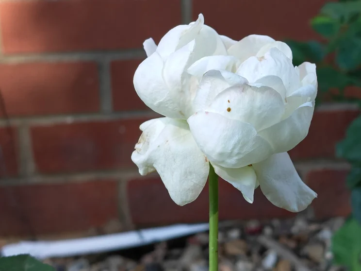 A white rose in front of a brick wall