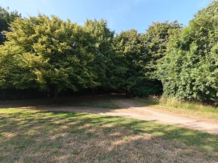 Wide-angle shot of trees in a meadow