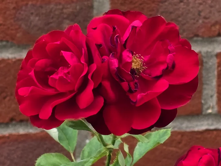 Zoom shot of a red rose