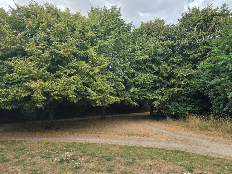 Trees in a meadow