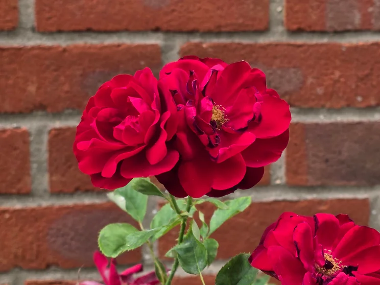 Telephoto shot of red roses
