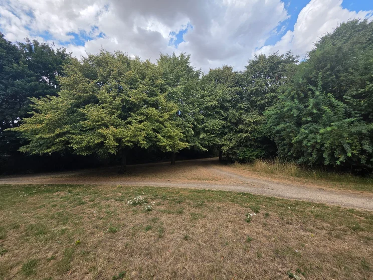 Wide-angle shot of trees in a meadow