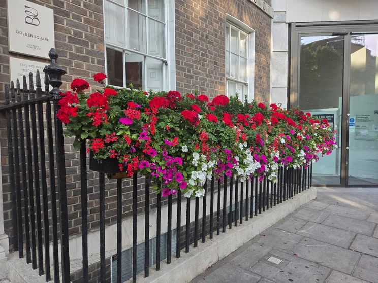 Bright flowers on an iron fence