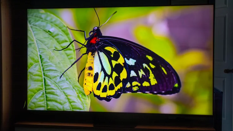 The Hisense UR8S RGB Mini LED TV displaying an image of a butterfly in Dynamic mode