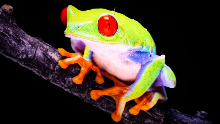 The Hisense UR8S RGB Mini LED TV displaying a close-up image of a tree frog in Dynamic mode