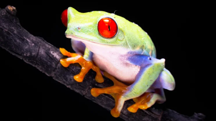 The Hisense UR8S RGB Mini LED TV displaying a close-up image of a tree frog in Filmmaker Mode