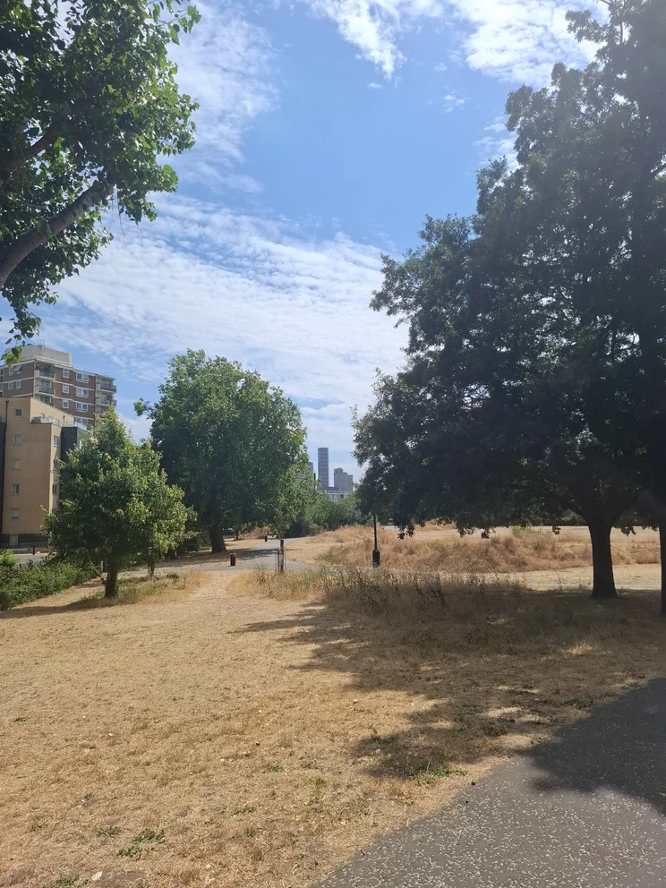 Trees in a park