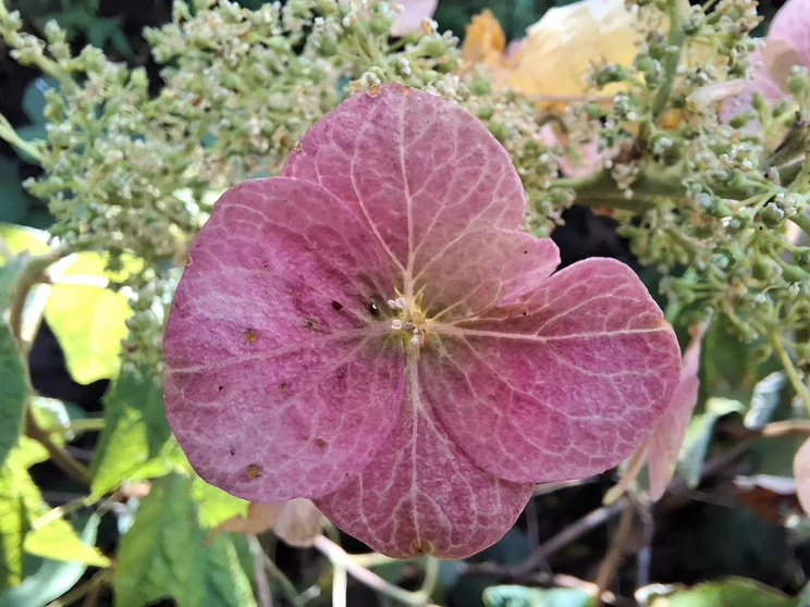 Macro shot of a purple leaf