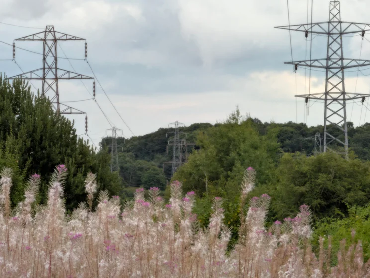 10x zoom of power pylons surrounded by trees
