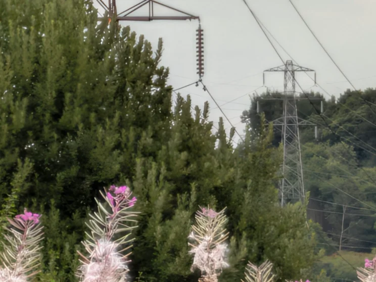 30x zoom of power pylons surrounded by trees